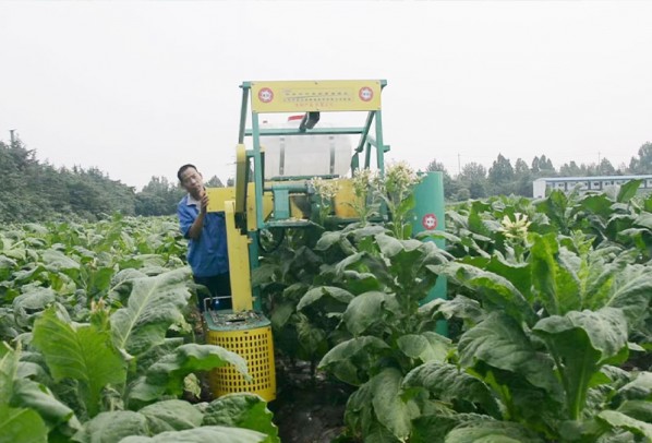 煙草打頂抑芽采收一體機